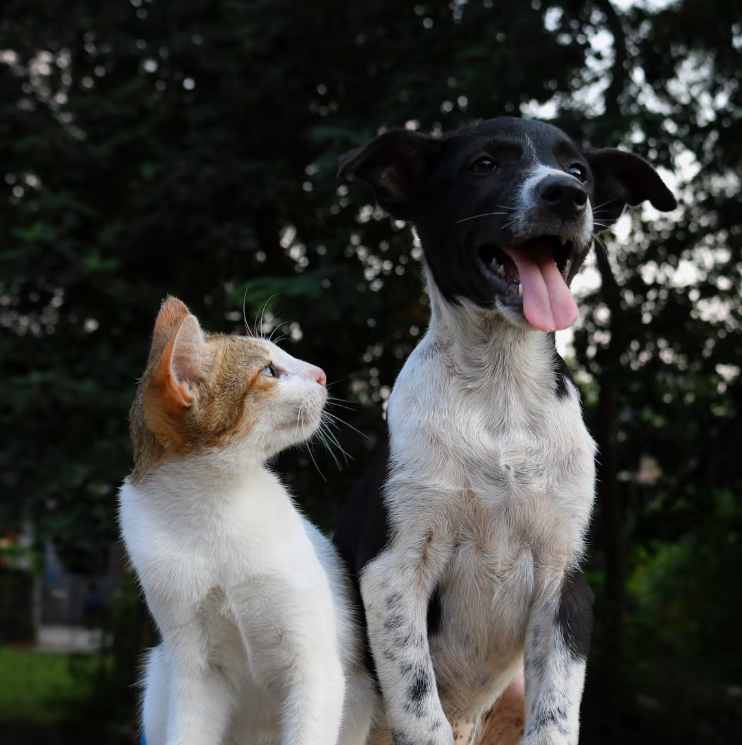 Happy pets