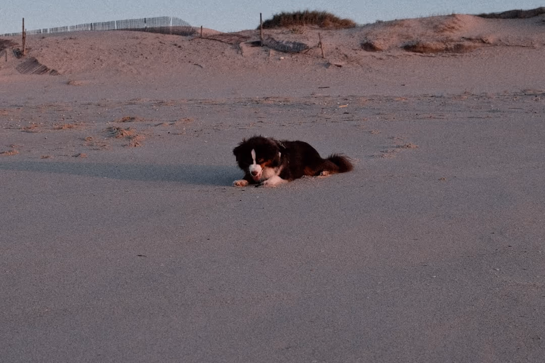 Happy reunited pet