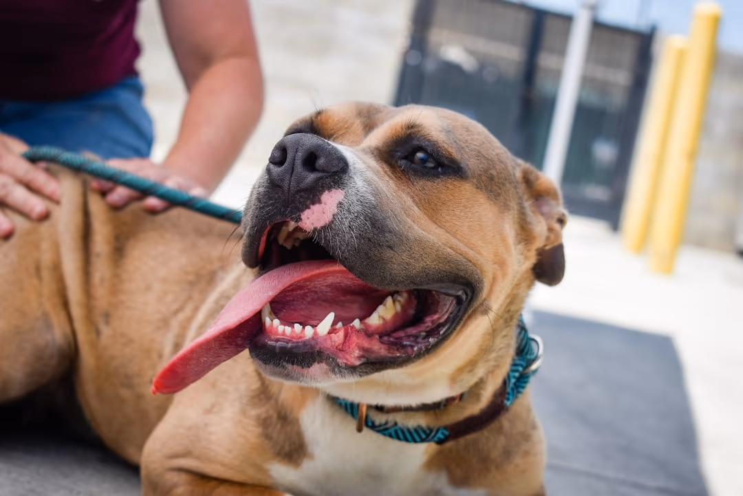Rescue & Adoption